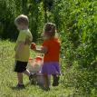 Pickin maters in the garden