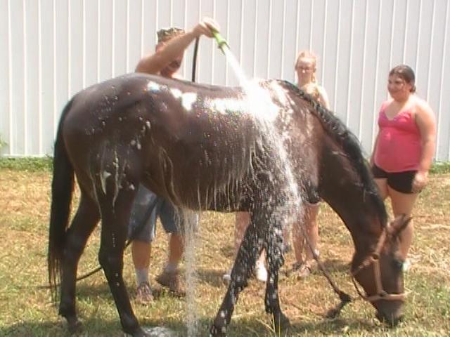 Washing Horses at Summer Camp