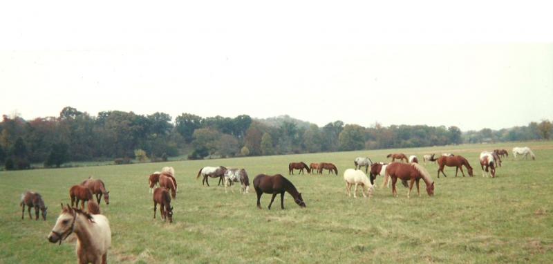 horse boarding in ky
